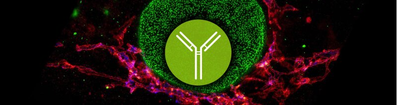 Secondary Antibody