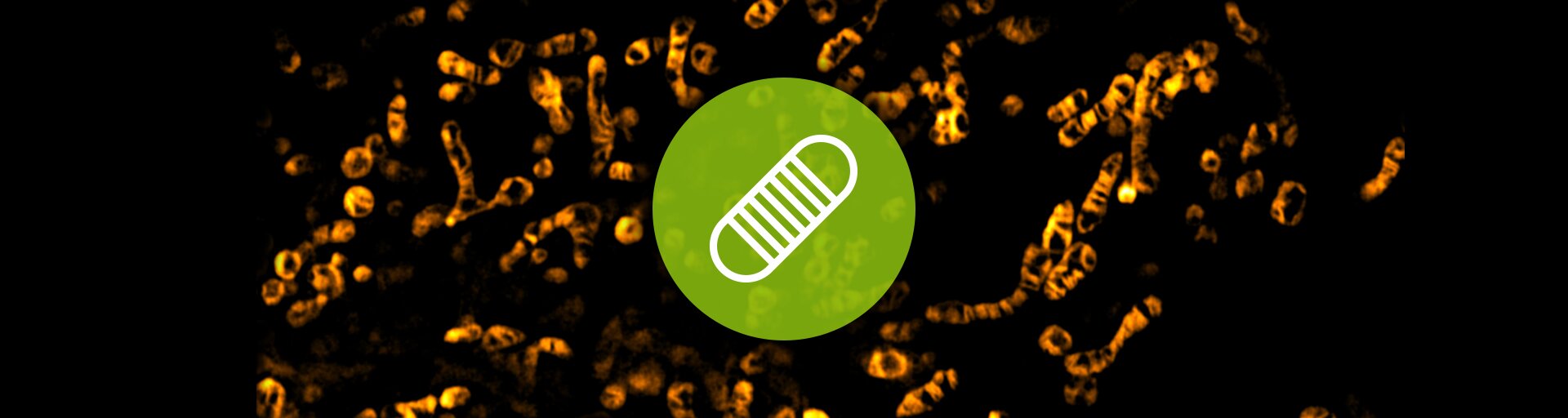 Mitochondria