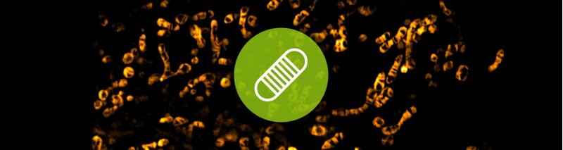 Mitochondria