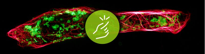 targeted Ligands (SNAP, Halo®)