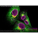 abberior STAR GREEN, phalloidin, 20 g