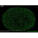 abberior STAR GREEN, phalloidin, 20 µg