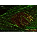 abberior STAR GREEN, phalloidin, 20 µg