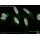 abberior STAR GREEN, phalloidin, 20 µg