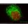 abberior STAR GREEN, phalloidin, 20 µg