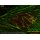 abberior STAR GREEN, phalloidin, 20 µg