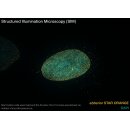 abberior STAR ORANGE, phalloidin, 20 µg