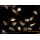 abberior STAR ORANGE, phalloidin, 20 µg