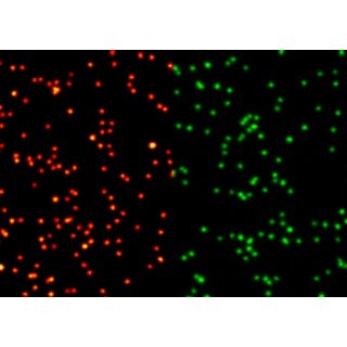 abberior NANOPARTICLES