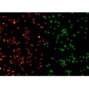 abberior NANOPARTICLES