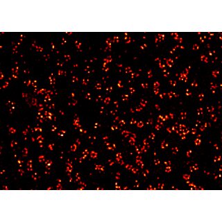 abberior CELLS 1 color