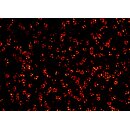 abberior CELLS 1 color