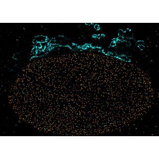 abberior CELLS 2 color
