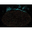 abberior CELLS 2 color