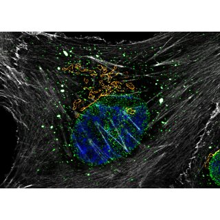 abberior CELLS 4 color