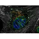abberior CELLS 4 color