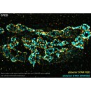 abberior STAR RED, nanobody FluoTag-X2 anti-Mouse IgG1, 500 L (5 M)