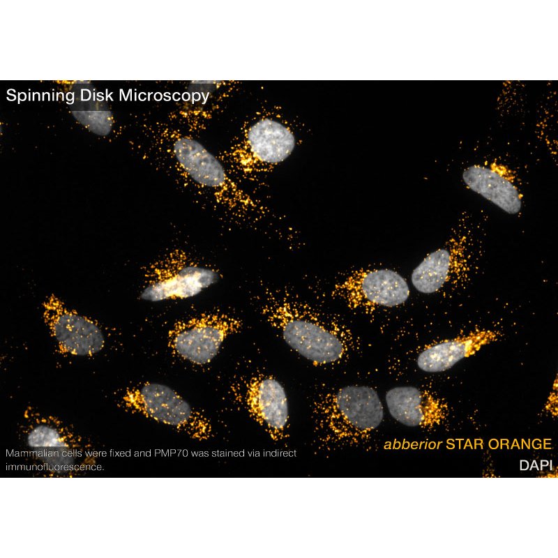 abberior STAR ORANGE, nanobody FluoTag-X2 anti-Mouse IgG1, 500 L (5 M)