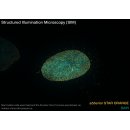 abberior STAR ORANGE, nanobody FluoTag-X2 anti-Mouse IgG1, 500 L (5 M)