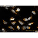 abberior STAR ORANGE, nanobody FluoTag-X2 anti-Rabbit IgG, 500 L (5 M)