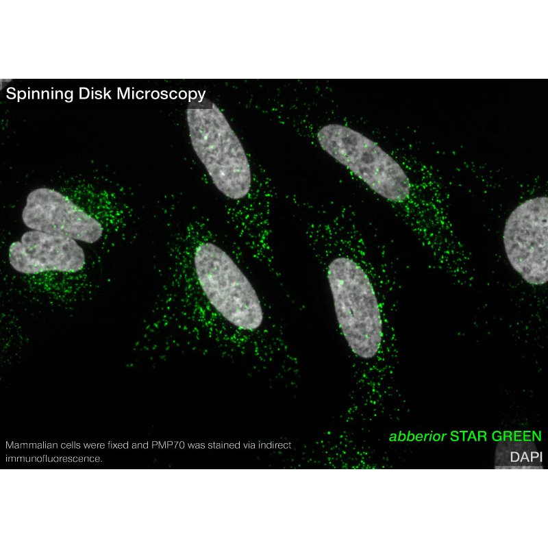 abberior STAR GREEN, nanobody FluoTag-X2 anti-Mouse IgG1, 500 L (5 M)