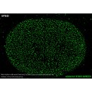 abberior STAR GREEN, nanobody FluoTag-X2 anti-Mouse IgG1, 500 L (5 M)