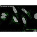 abberior STAR GREEN, nanobody FluoTag-X2 anti-Rabbit IgG, 500 L (5 M)
