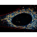abberior CELL LINE